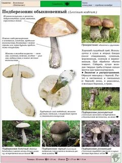 Отличие подберезовика