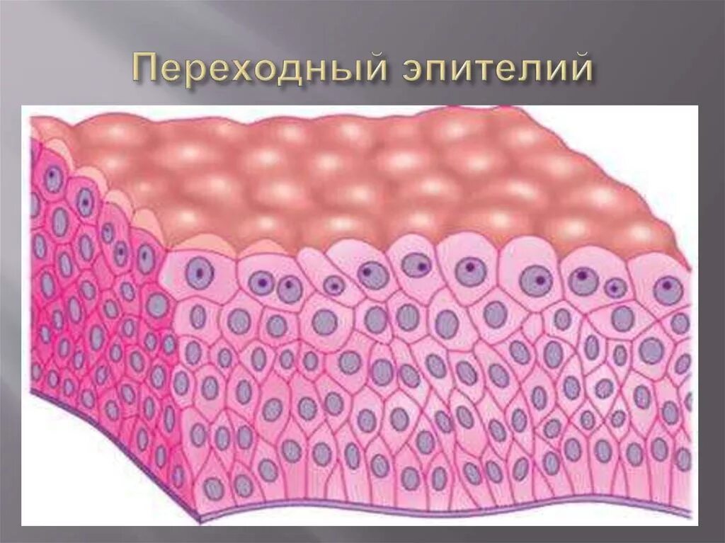 Слои переходного эпителия. Многослойный переходный эпителий. Многослойный переходный эпителий строение. Эпителиальная ткань переходный эпителий. Многослойный переходный эпителий уротелий.