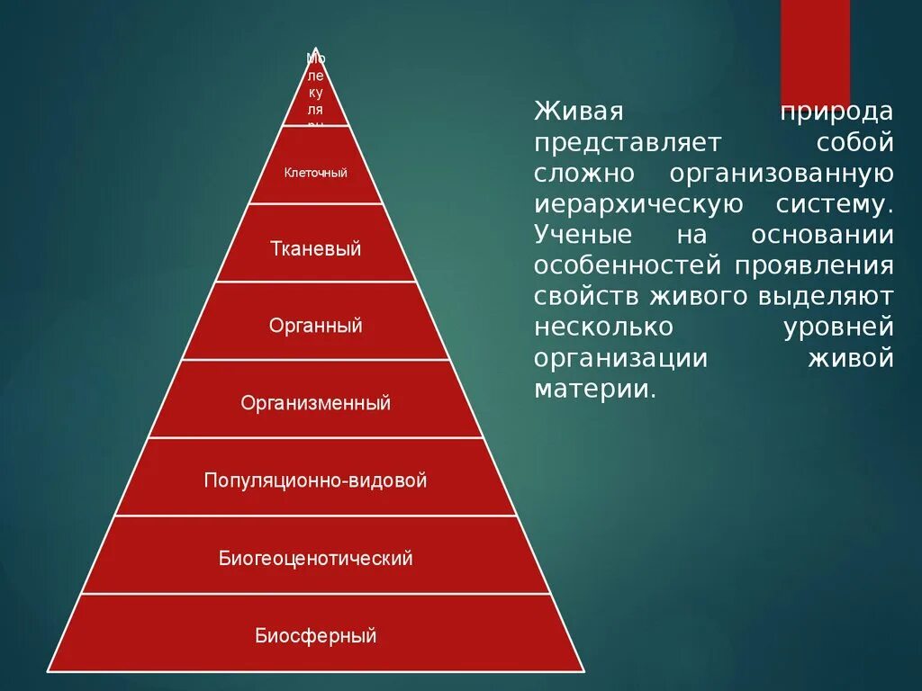 Презентации уровни организации. Уровни организации живой материи иерархия. Иерархическая организация живой материи. Иерархия уровней организации живого. Иерархия уровней системной организации живой природы.