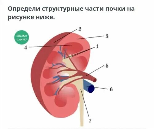 Определи структурные части почки на рисунке ниже. Структурные части почки. 1/3 Части почки. Определите части почки.