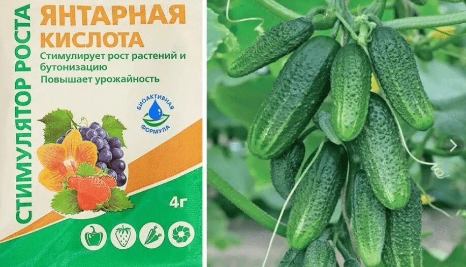 Янтарная кислота для растений где. Удобрение "Янтарная кислота" 4 гр.. Янтарная кислота для растений и рассады. Янтарная кислота для огурцов. Янтарная кислота для огурцов и томатов.