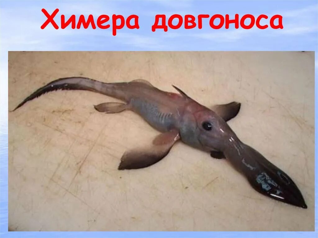 Создание химеры. Грифон против мантикоры. Стальной алхимик собака нина. Химеры примеры организмов. Малдраксуская химера.