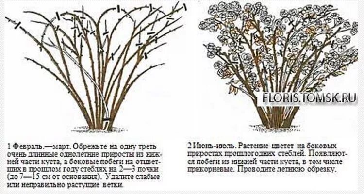 Как обрезать спирею летом