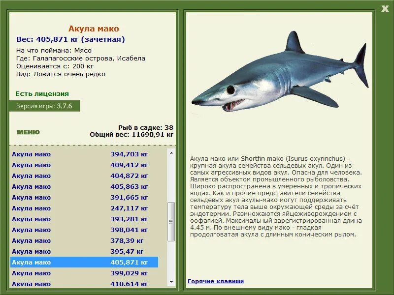 Мако акула опасна для человека. Акула мако. Акула семейства сельдевых. Сельдевая акула мако. Акула мако длина.