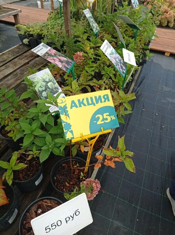 партнер питомник. сады беловых воронеж. сады беловых воронеж. дуб черешчатый фастигиата костер. сады беловых воронеж.