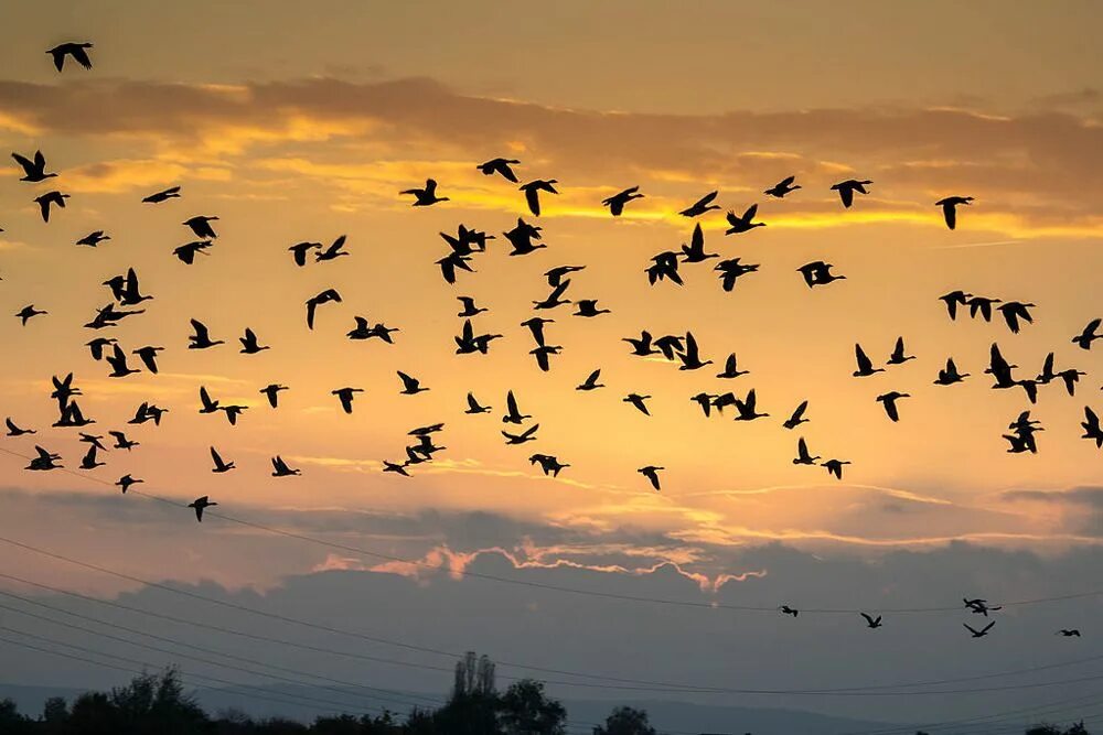 Миграция птиц. Мигрирующие птицы. Перелетные птицы. Осенние миграции птиц.