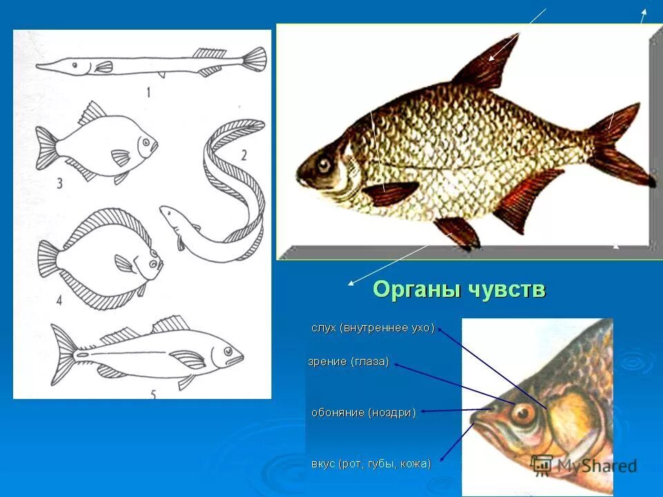 Строение рыбы тест
