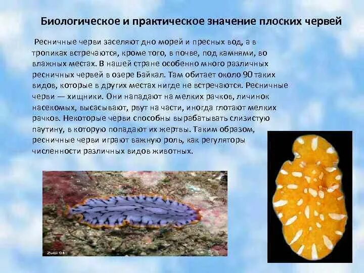 Питание ресничных. Значение ресничных червей.