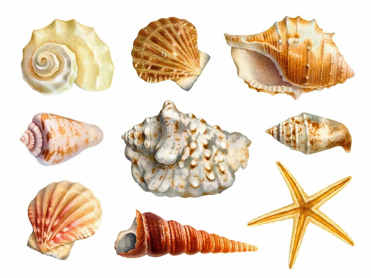Shells born