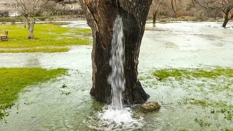 Дерево дающее воду