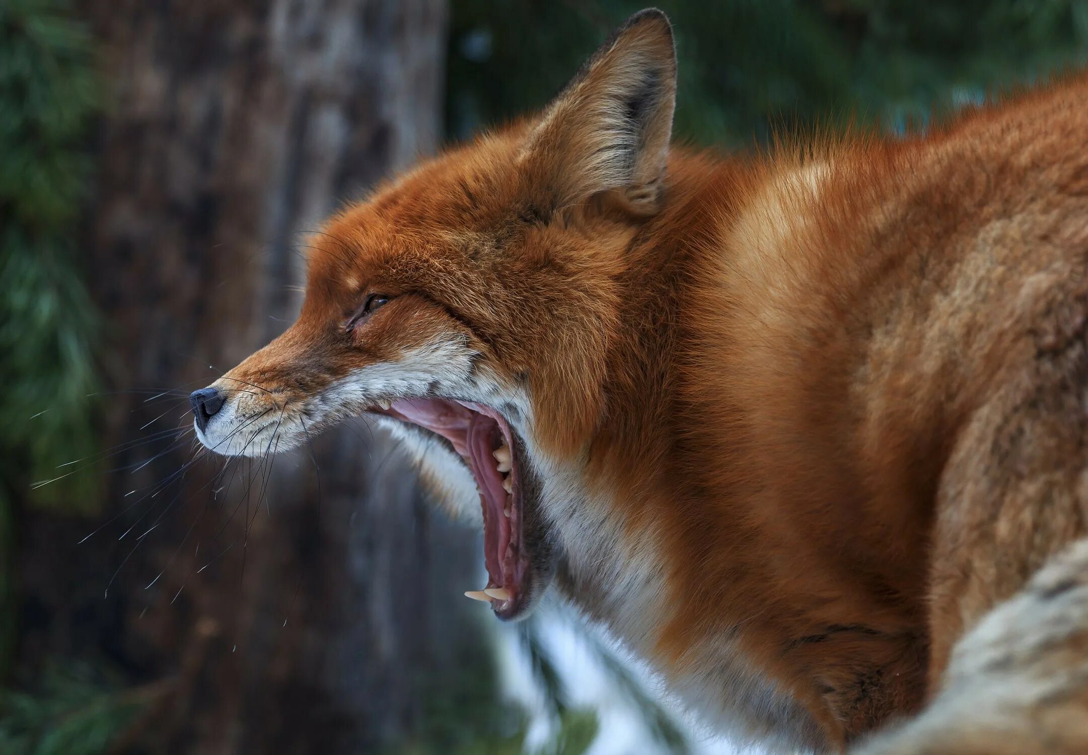 Лиса. Зубы лисы. Рыжая лиса. Лис зевает. Fox wild