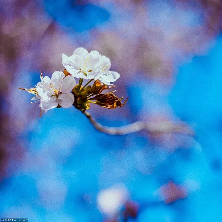 распустились цветы мп3