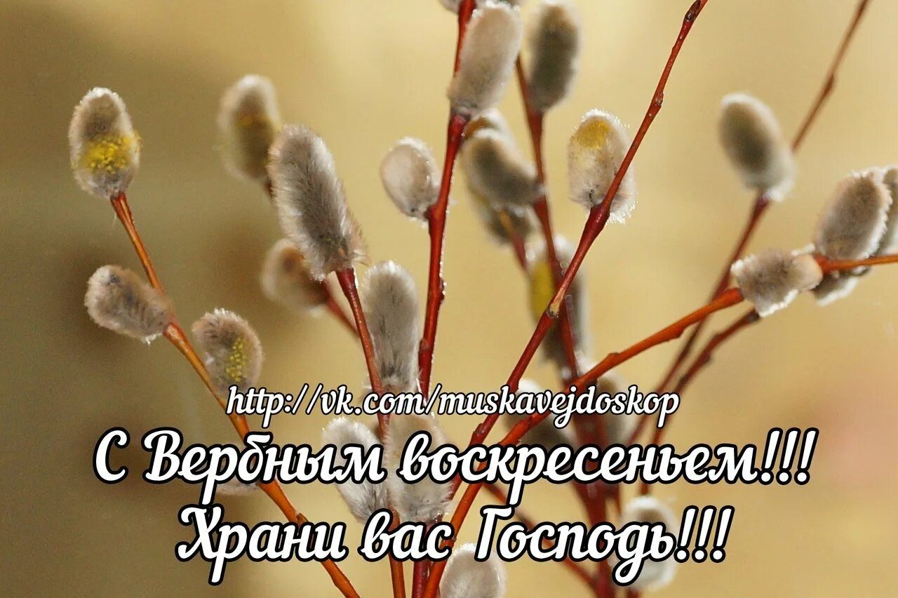 Можно отдавать долг в вербное воскресенье. Со светлым вербным воскресеньем. з вербною неділею. светлой вербной вербное воскресенье. верба вербное воскресенье праздник.