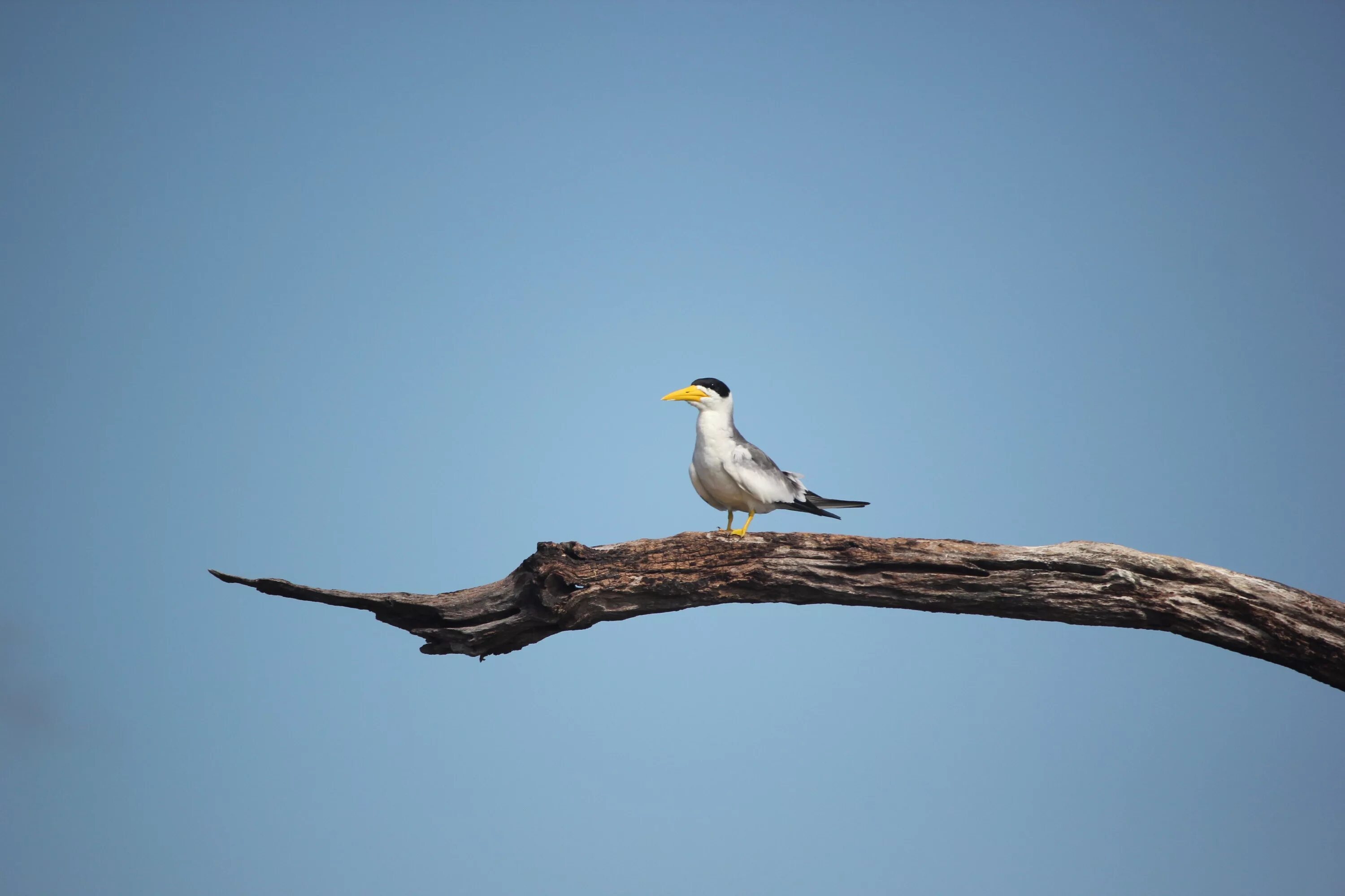 Птицы пр т. Pixabay птица на ветке. Птица на ветке на фоне синего неба. Птица на ветке вниз головой. Животный мир Чили.