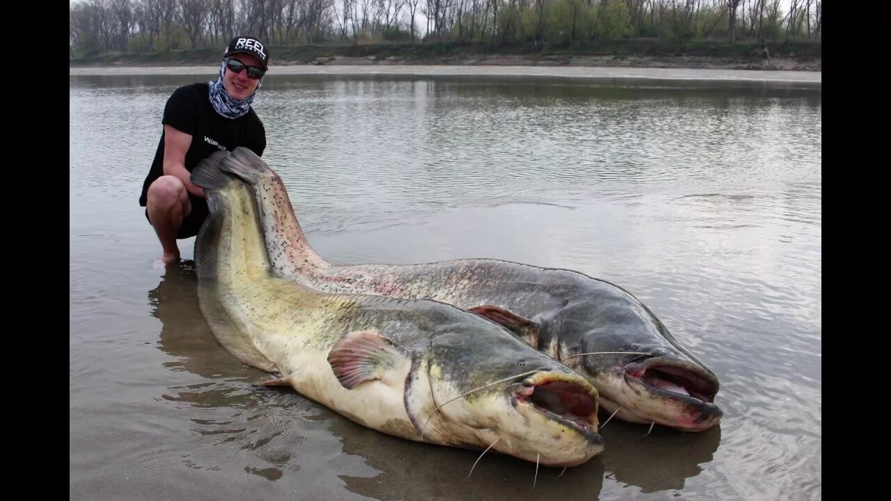 Рыба 200 кг. Европейский сом людоед. Самый большой сом. Сом рыба большая.