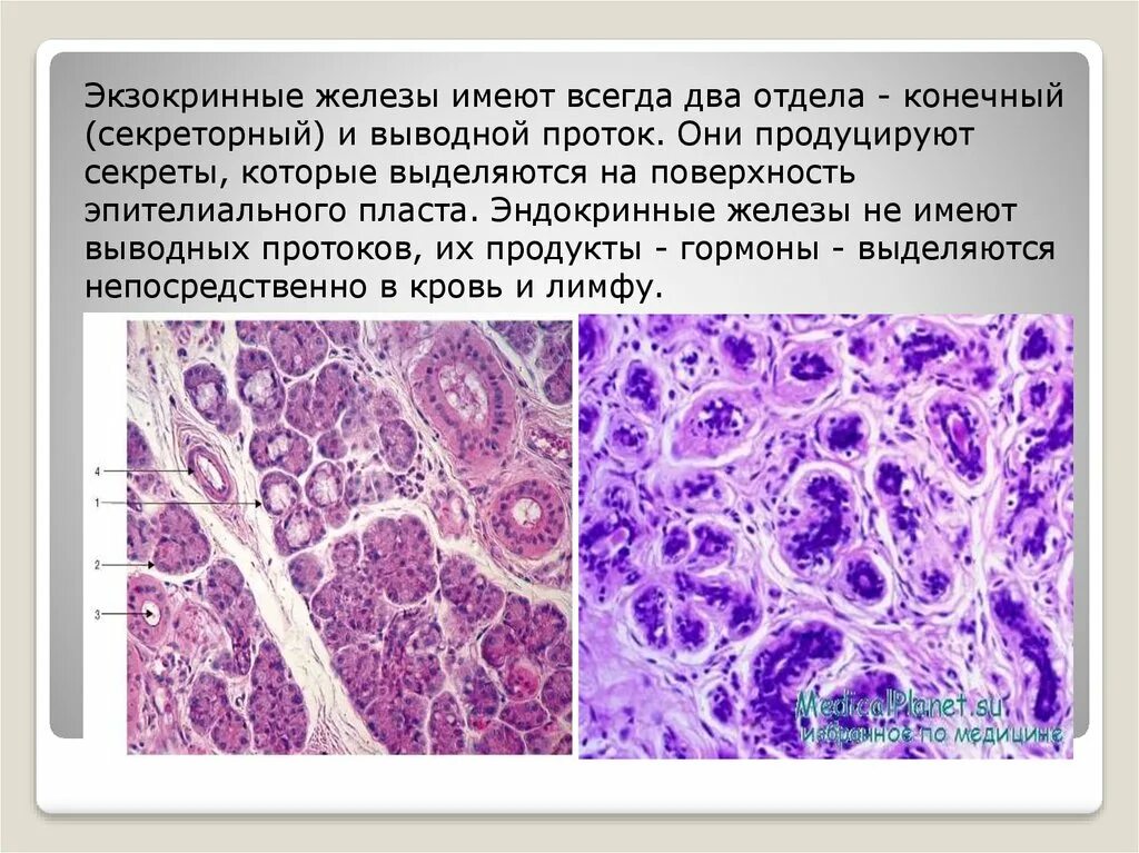 Секреторный отдел железы гистология. Эндокринные и экзокринные железы. Типы секреции экзокринных желез. Экзокринные железы строение.