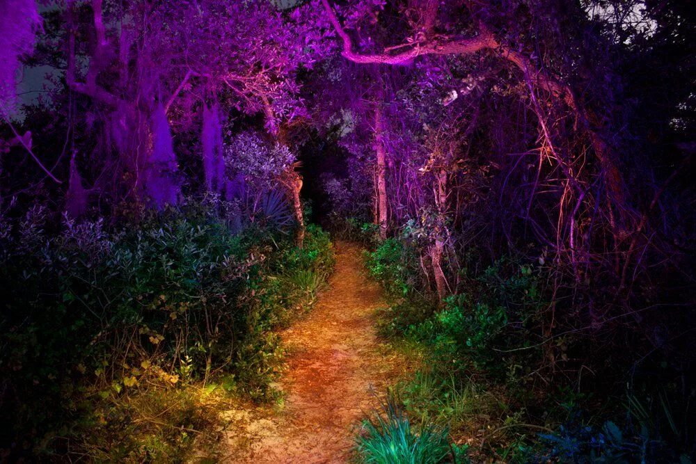 Painting lighting. Цветной свет в лесу. Деревья излучающие свет разноцветный фото. Dappled Light Generator download.