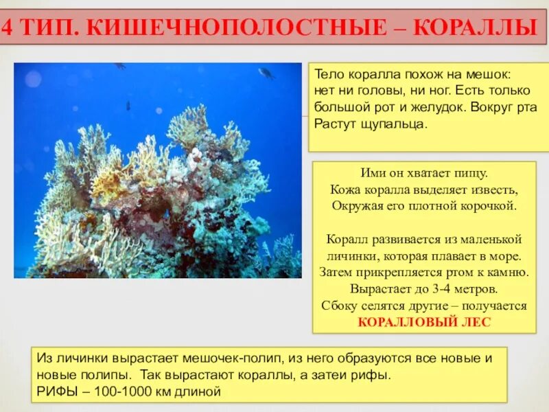 Тип кишечнополостные тест 2 вариант 2. Тип кишечнополостные. форма тела коралловых. коралловые полипы тип питания. тип кишечнополостных коралловые питание.