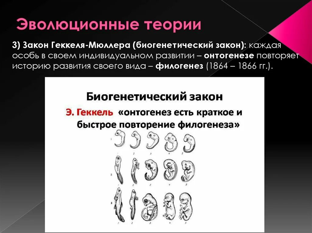 Биогенетический закон заключается в том что. Биогенетический закон геккеля мюллера. биогенетический закон э. геккеля и ф. мюллера. биогенетический закон. основной биогенетический закон геккеля.