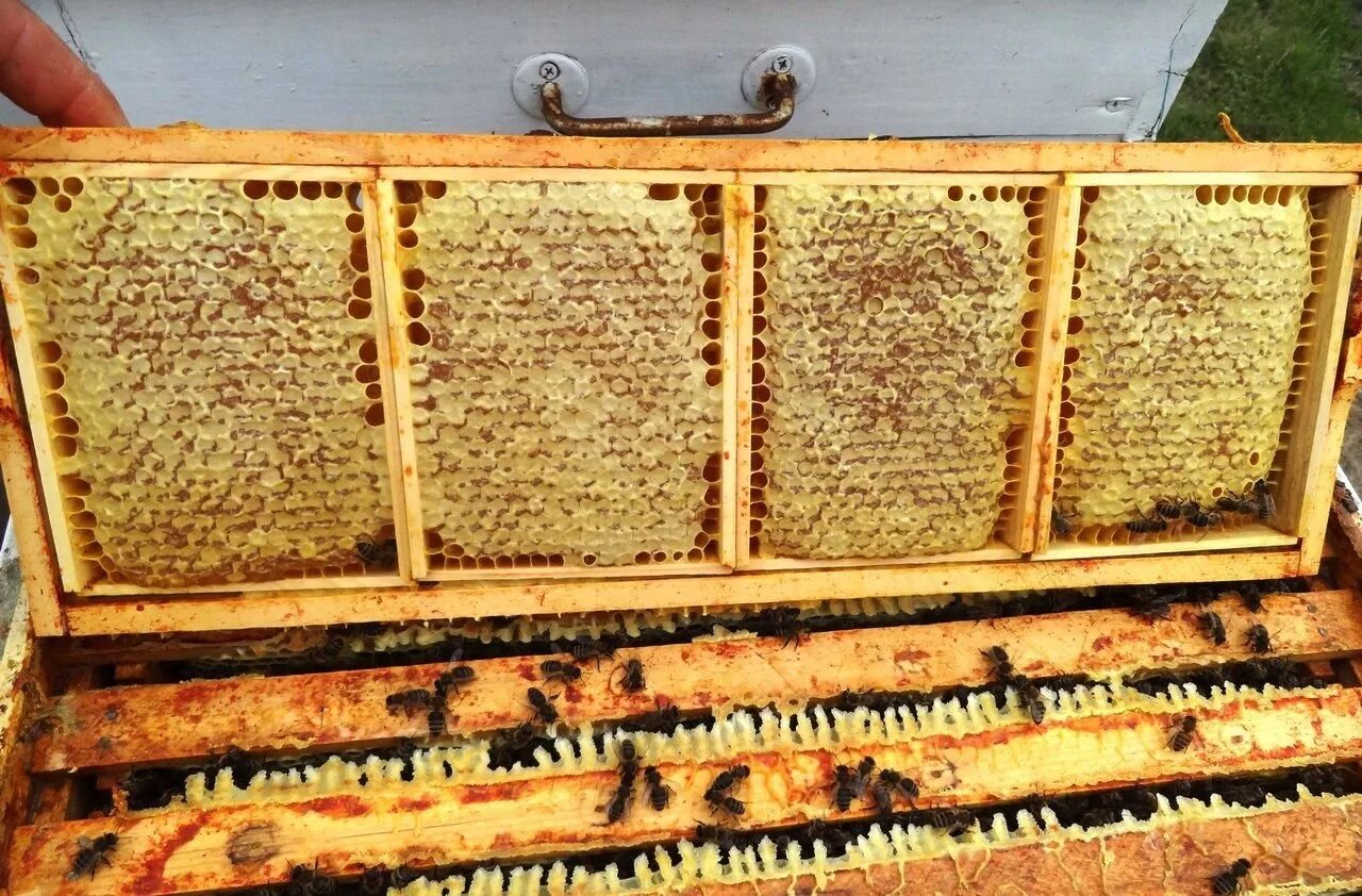 Купить пчелиные рамки. Сотовый мед. Мёд в сотах. Рамка меда в сотах. Пчелиная рамка.
