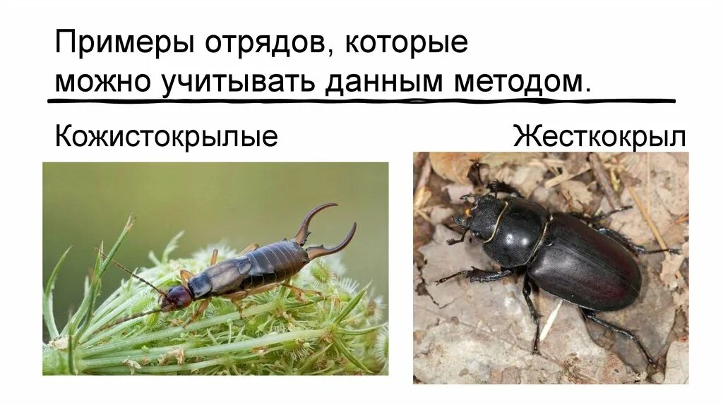 Примеры жесткокрылых. Отряд жесткокрылые жуки. жесткокрылые примеры. отряд жесткокрылые примеры. представители отряда кожистокрылые.