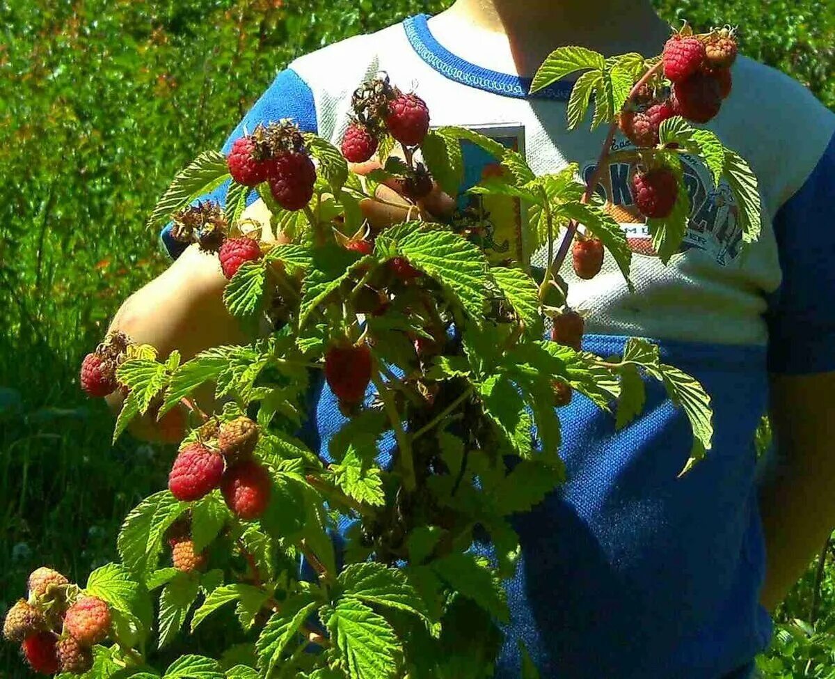 Малиновое дерево Крепыш. Малиновое дерево Крепыш Таруса. Малина штамбовая Таруса малиновое дерево. Малина Крепыш малиновое дерево. Древовидная малина фото