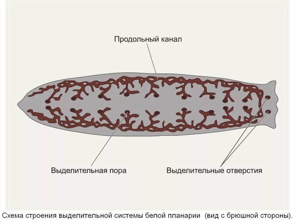 Выделительная система белой планарии. Выделительная система система плоских червей. Строение выделительной системы плоских червей. Плоские черви выделительная система.