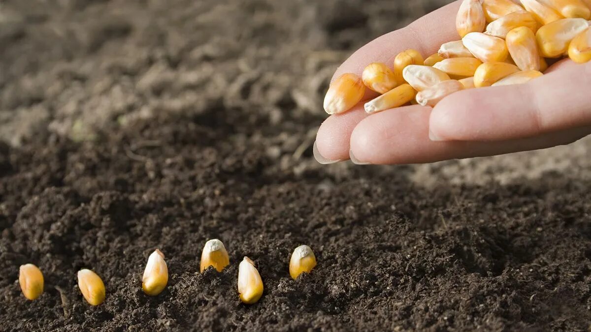 Как посеять кукурузу. Посев кукурузы. Семена для посева. Семена кукурузы для посадки. Посадка кукурузы.