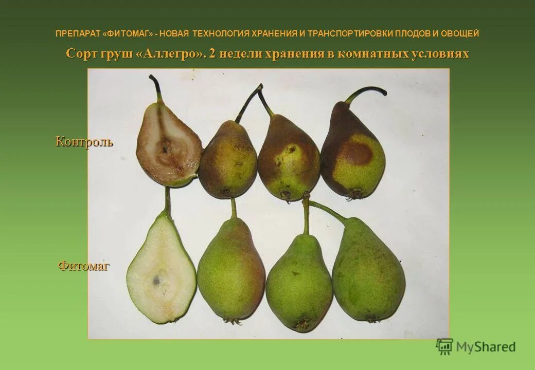 Внутри плодов созревают. Груша Аллегро. Груша плодовая Аллегро. Груша сорт Аллегро. Груша (плод) груши.