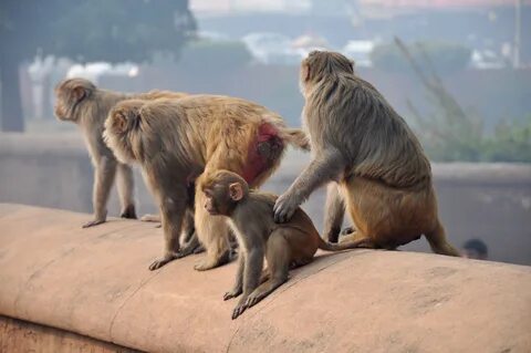Monkeys partners