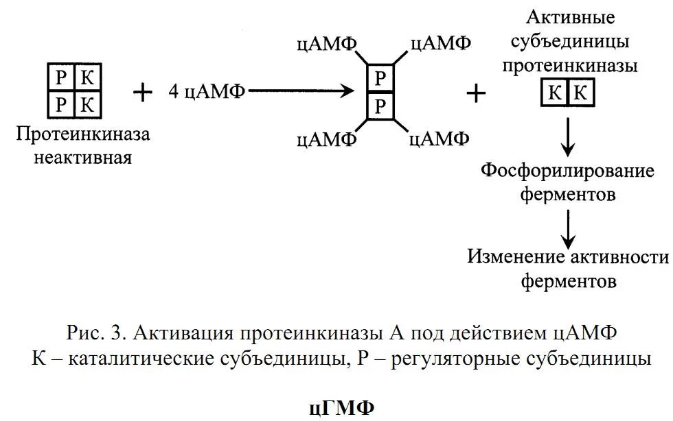 ЦАМФ протеинкиназа. ЦАМФ активатор протеинкиназы. Механизм активации ЦАМФ-зависимой протеинкиназы. Гуанилатциклазный механизм гормоны. Сигнала фермент