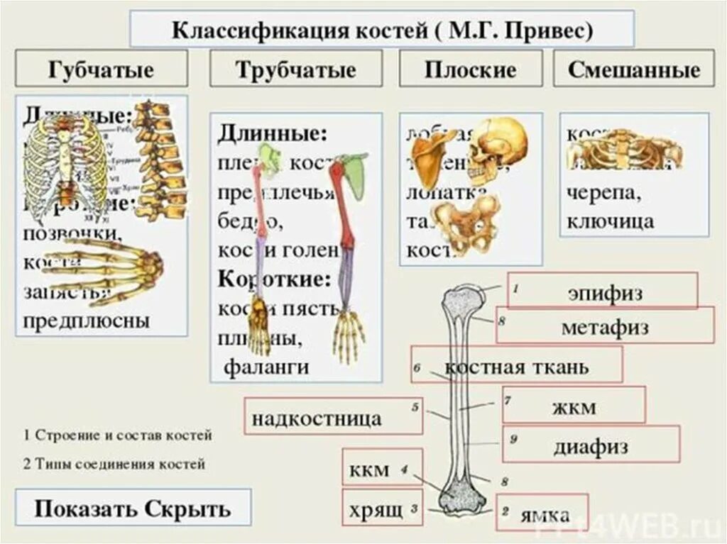 Картинки К ПЛОСКИМ КОСТЯМ СКЕЛЕТА ОТНОСЯТСЯ