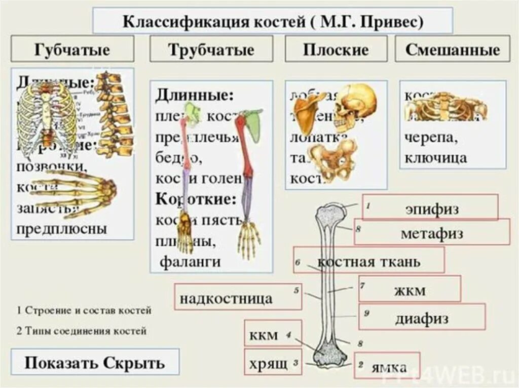 Какие вещества составляют кости. Кости человека трубчатые губчатые плоские. Классификация костей скелета человека. Кость как орган строение кости классификация. Классификация костей: трубчатые, губчатые, плоские, смешанные..