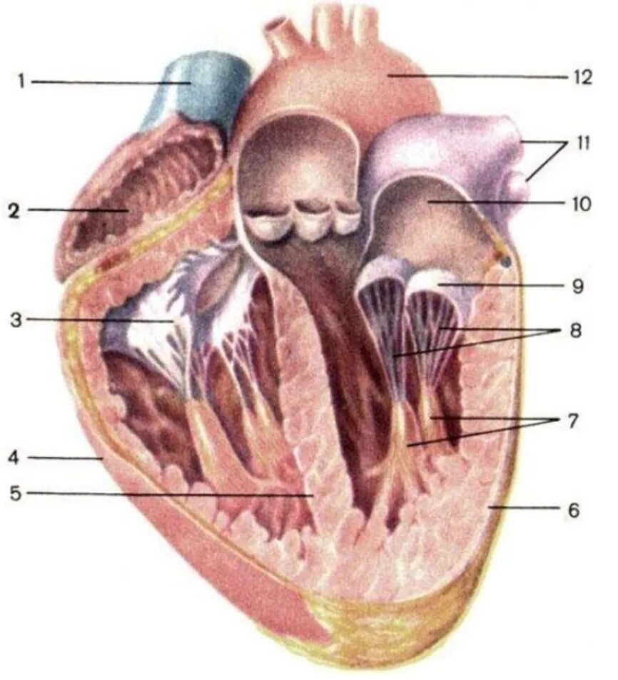 Срез сердца человека. Левый предсердно-желудочковый клапан. Клапанный аппарат сердца фронтальный срез. Сердце разрез проведен через желудочки и предсердия. Схема строения сердца продольный разрез.