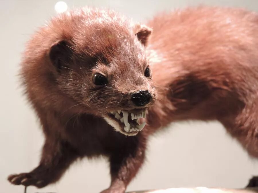 Ночью хорь. Характеристика васи и валека в дурном обществе. Хорь и калиныч характер хоря. Повсюду на улицах в ресторанах в театрах в вагонах. Хорек с надписью.