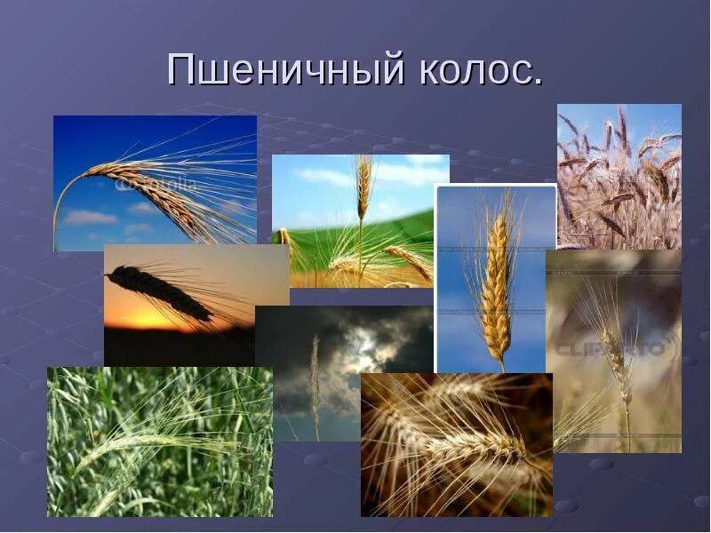 Как называется колос. Кубань житница россии. колос кубани. кубань жемчужина россии. кубань житница россии сообщение.