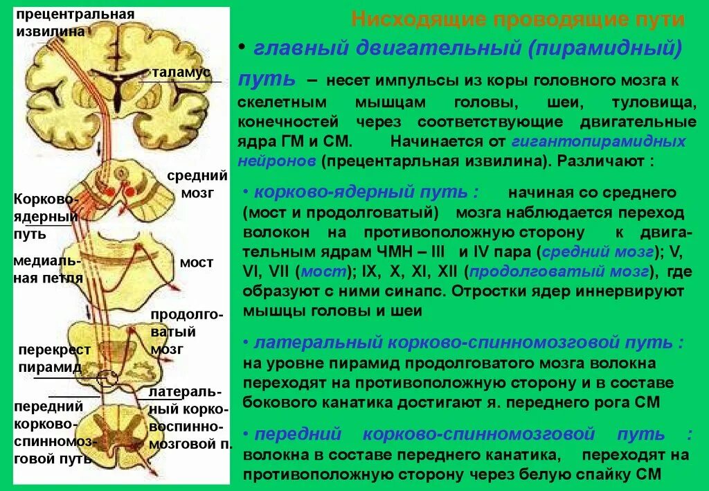 Поражения корково мозга. Пирамидный путь неврология схема. Экстрапирамидная система неврология проводящие пути. Перекрест пирамидного пути. Двигательные пути Перекрест неврология.