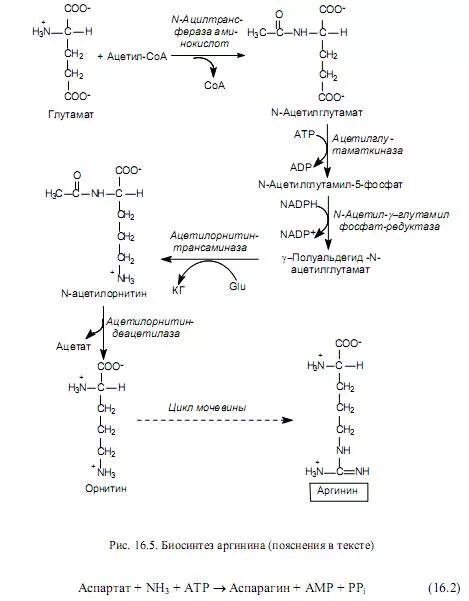 Синтез аминокислот семейства аспартата. Схема биосинтеза лизина, метионина. Биосинтез пролина. Биосинтез глицина из серина. Биосинтез аминокислот биохимия схема.