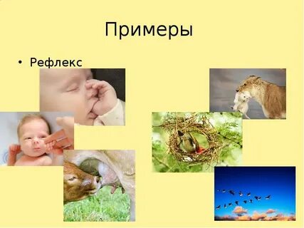 Чем отличается рефлекс от инстинкта