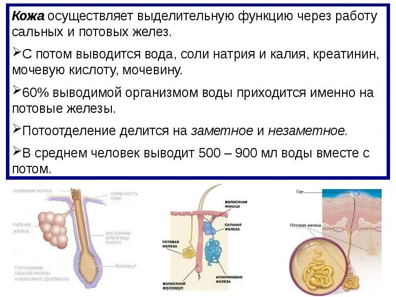 Выделительная функция кожи связана с. Выделительная функция кожи. Потовые железы функции.