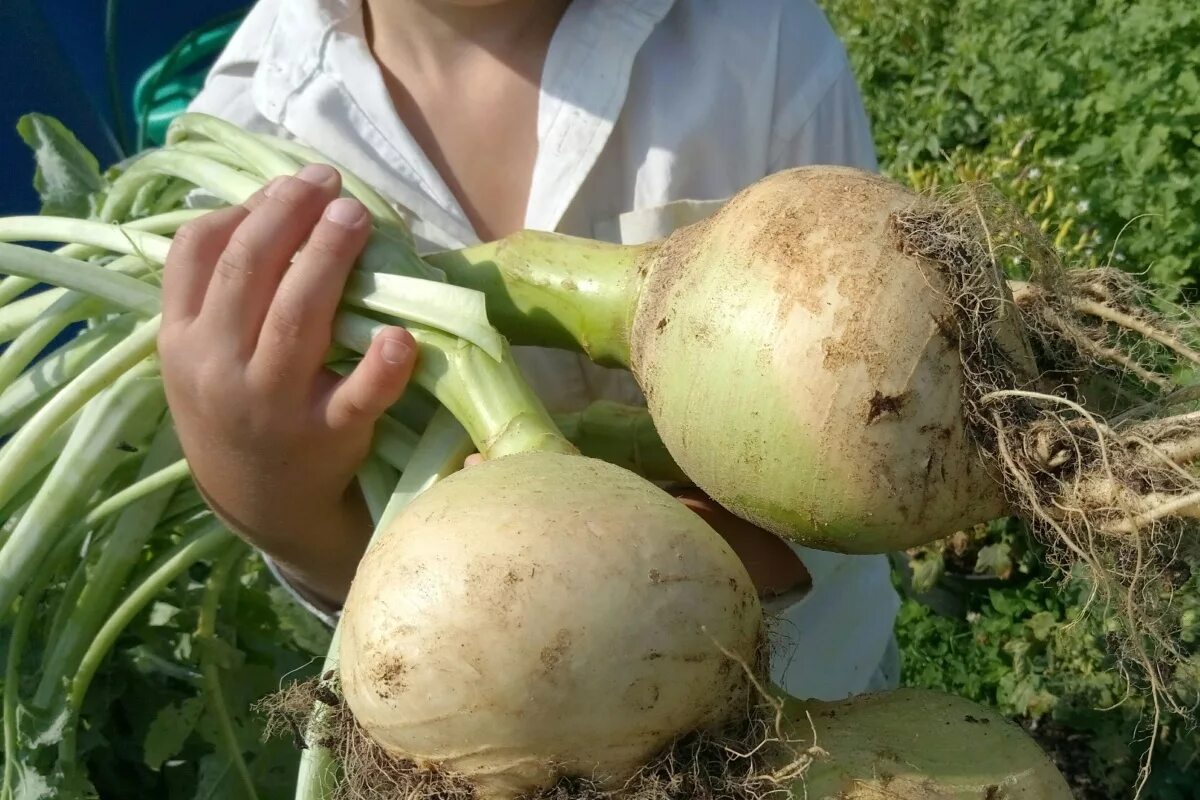 Брюква турнепс. Турнепс брюква. Брюква Brassica napobrassica. Репа турнепс. Турнепс корнеплоды.