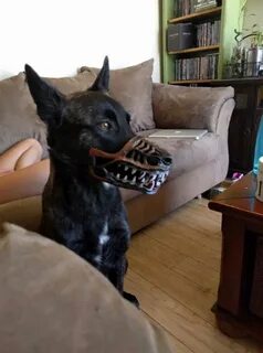 Scary dog