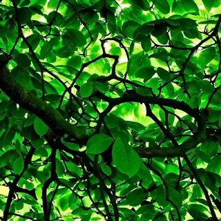 Green leaf перевод