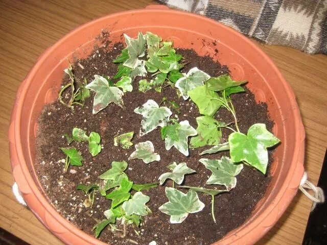 Плющ хедера черенкование. Как размножить плющ. Стеблевые черенки плющ. Плющ обыкновенный черенки. Черенкование плюща обыкновенного.