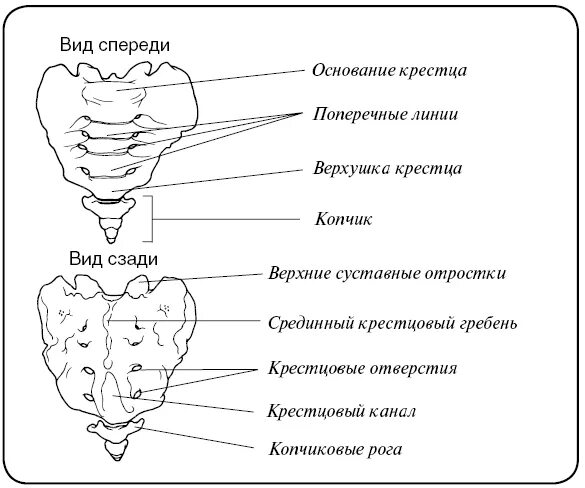 Крестец состоит. Строение крестцового отдела. копчик строение анатомия. крестец позвонок строение. строение крестца и копчика.