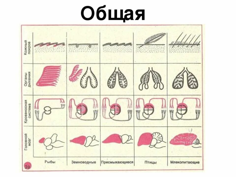 Легочное дыхание у хордовых. Эволюция дыхательной системы хордовых животных. Эволюция дыхательной системы позвоночных животных схема. Сравнение дыхательной системы хордовых. Филогенез органов дыхания у хордовых.