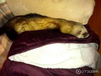 Хорек домашний плюсы и минусы