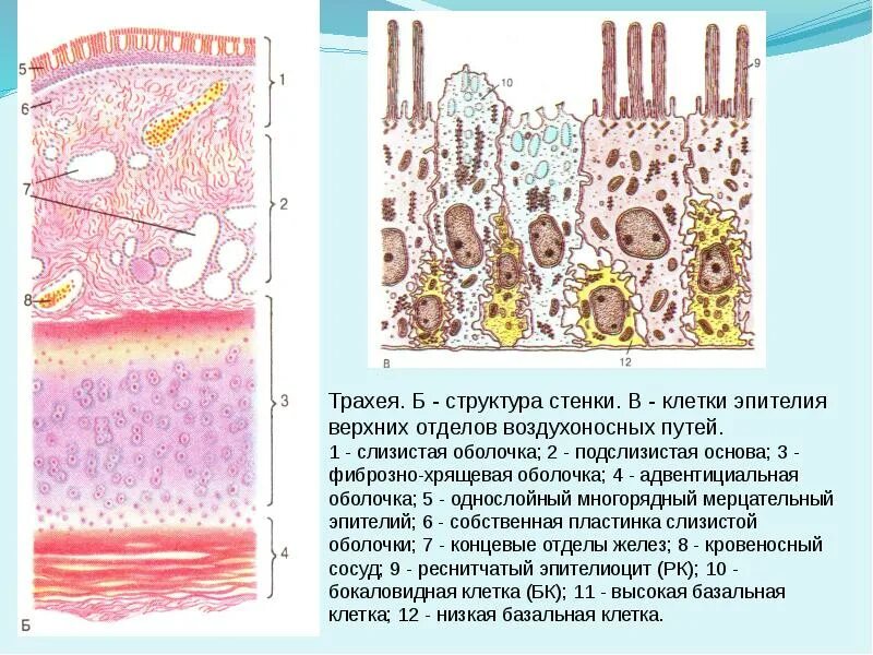 Эпителий выстилающий трахею. Трахея гистология гистология. мерцательный эпителий бронхов гистология. мерцательный эпителий электронограмма. реснитчатый эпителий бронхов.