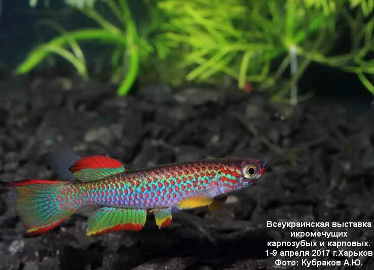 рыбка рерио 5 букв. рыбка данио рерио. данио рерио аквариумная рыбка. данио рерио аквариумная рыбка. данио леопардовый вуалевый.