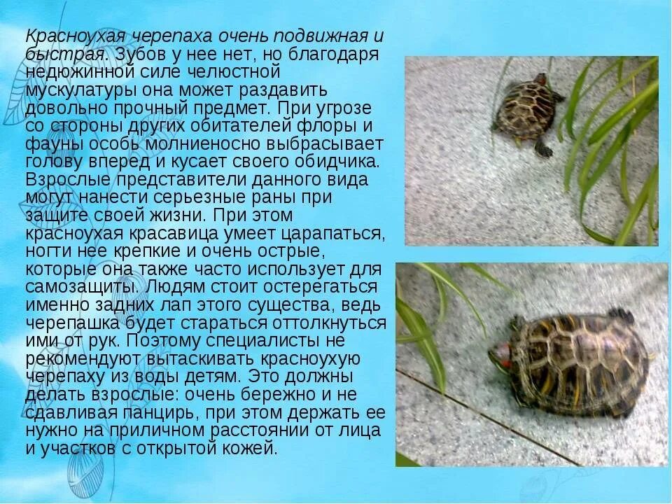 Сколько в день кормить красноухую черепаху. Чем кормить красноуую черепаха. информация о красноухой черепахе маленькой. чем надо кормить красноухую черепаху. чем можно кормить краснаухаючерепаху.